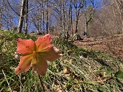 26 Helleborus niger (Elleboro) 